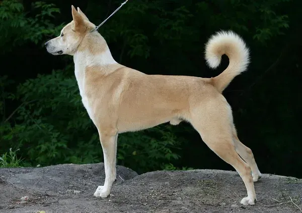 Photo of the Canaan Dog dog breed