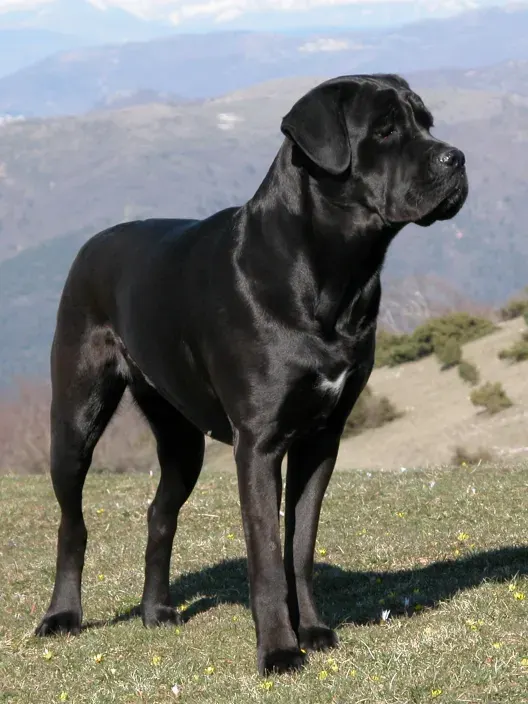 Photo of the Cane Corso dog breed