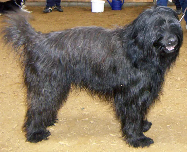 Photo of the Catalan Sheepdog dog breed