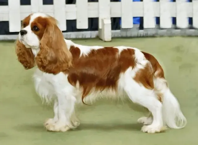Photo of the Cavalier King Charles Spaniel dog breed
