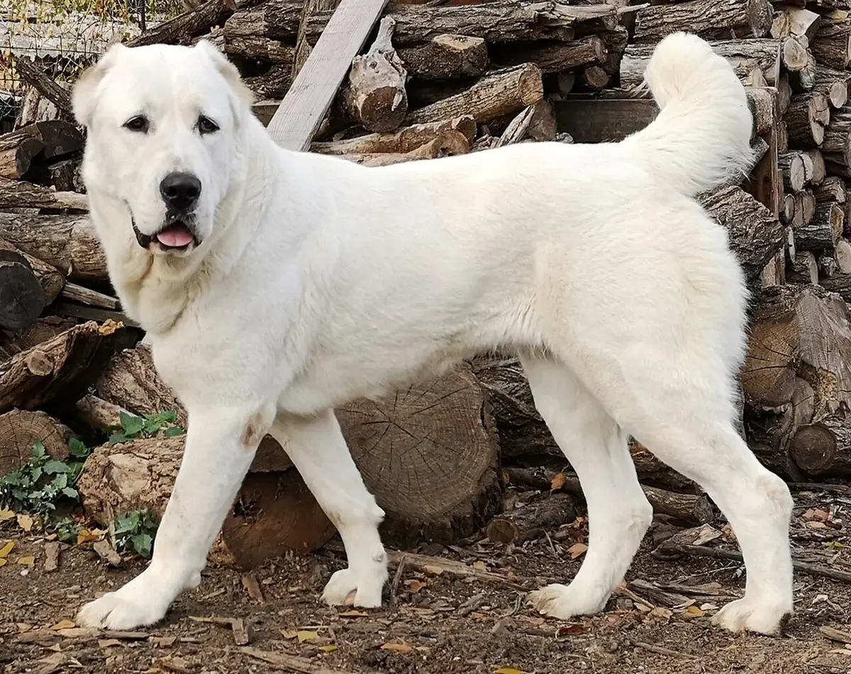 صورة كلب من سلالة راعي آسيا الوسطى (ألاباي)