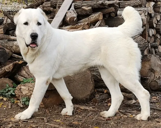Photo of the Central Asian Shepherd Dog dog breed