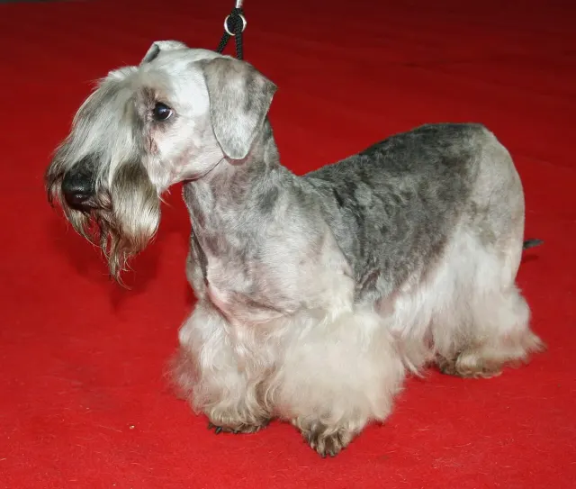 Photo of the Cesky Terrier dog breed