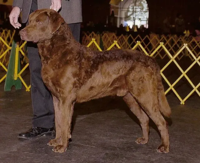 Photo of the Chesapeake Bay Retriever dog breed