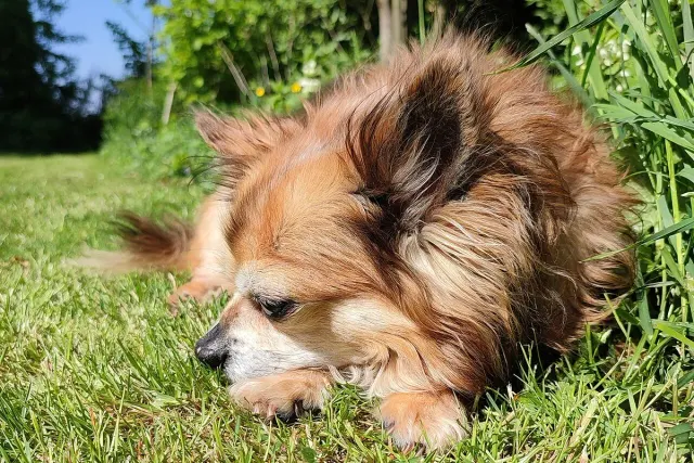 Photo of the Chihuahua dog breed