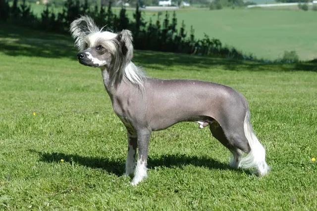 Photo of the Chinese Crested Dog dog breed