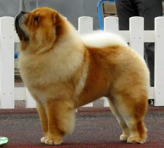 Photo of the Chow Chow dog breed