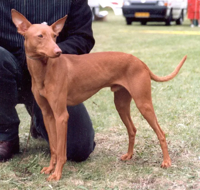 Photo of the Cirneco dell'Etna dog breed