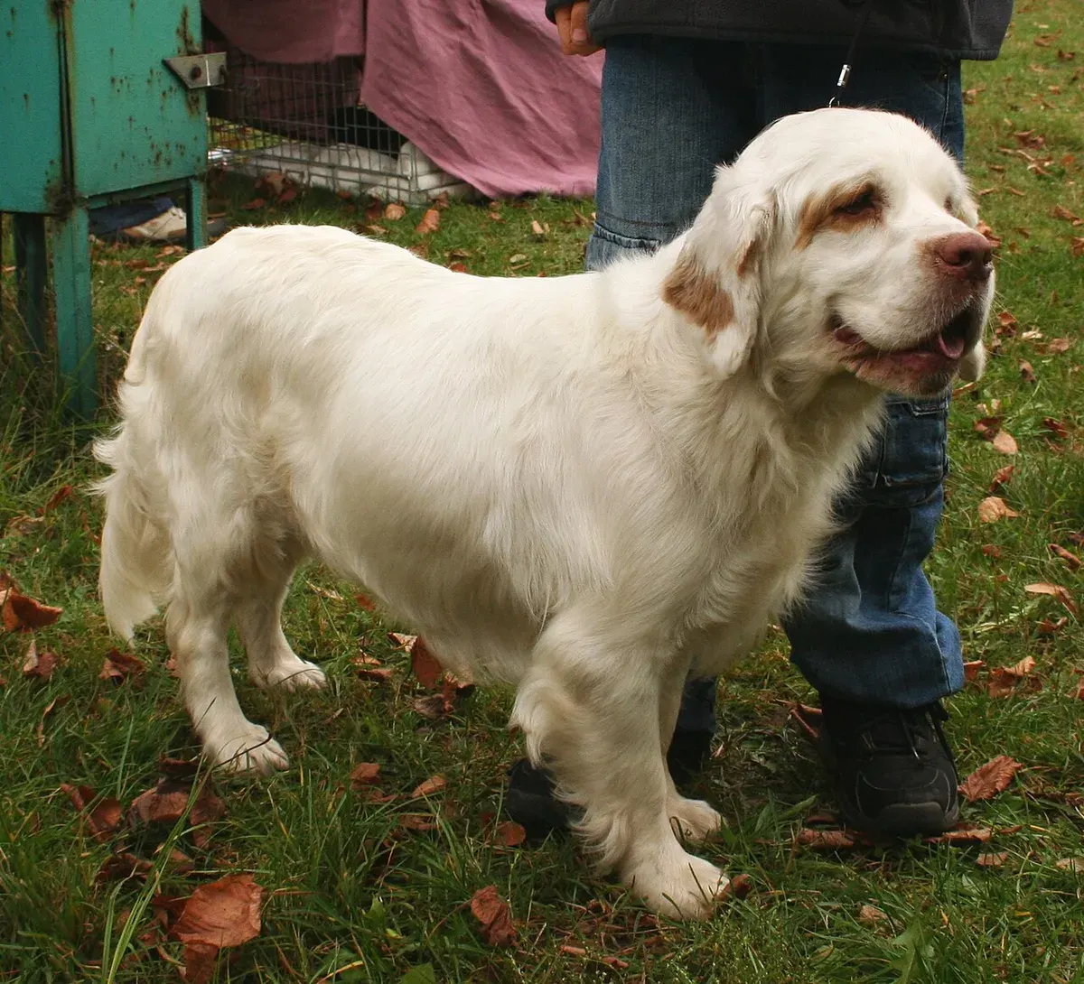 Photo of the Clumber Spaniel dog breed