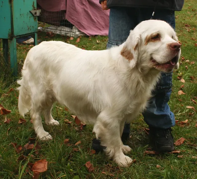 Photo of the Clumber Spaniel dog breed