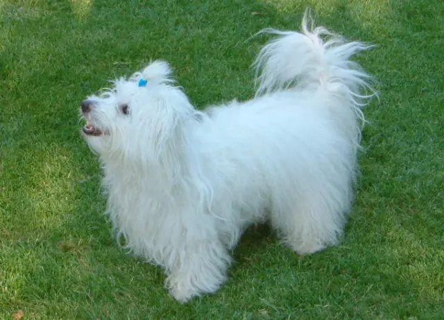Photo of the Coton de Tulear dog breed