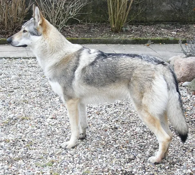Photo of the Czechoslovakian Wolfdog dog breed
