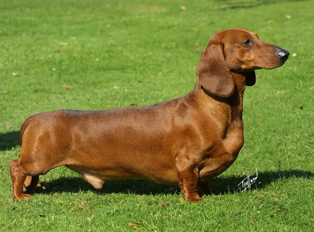 Photo of the Dachshund dog breed