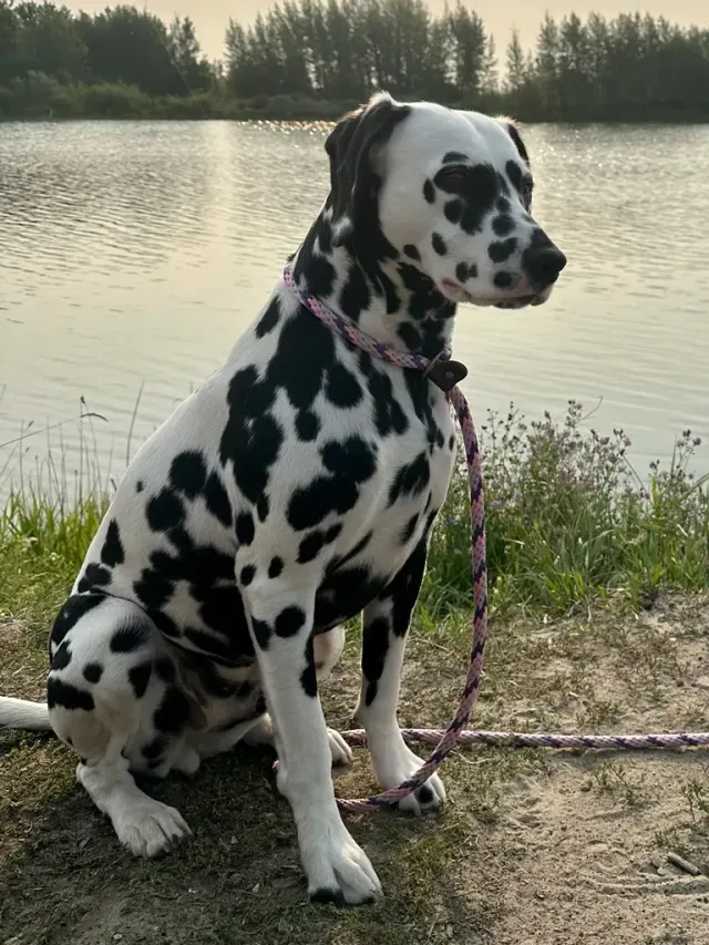 Photo of the Dalmatian dog breed