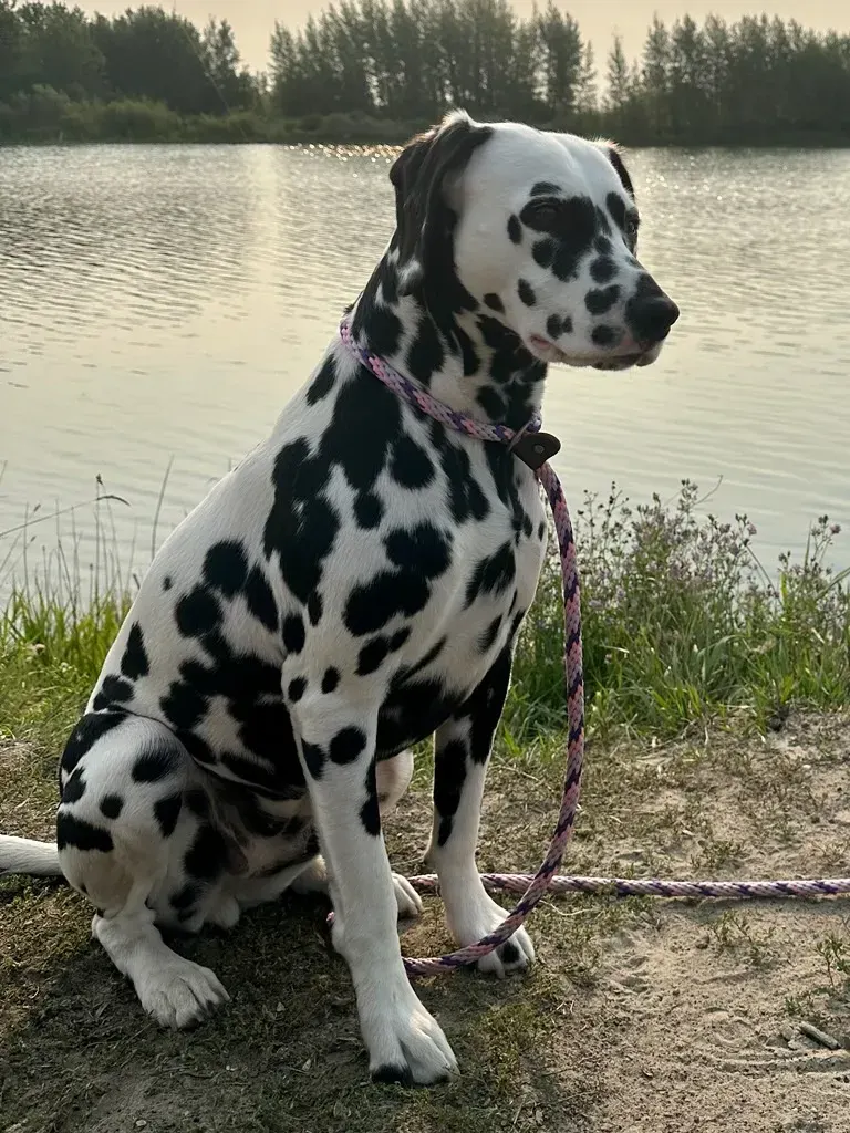 Foto de un perro de raza Dálmata