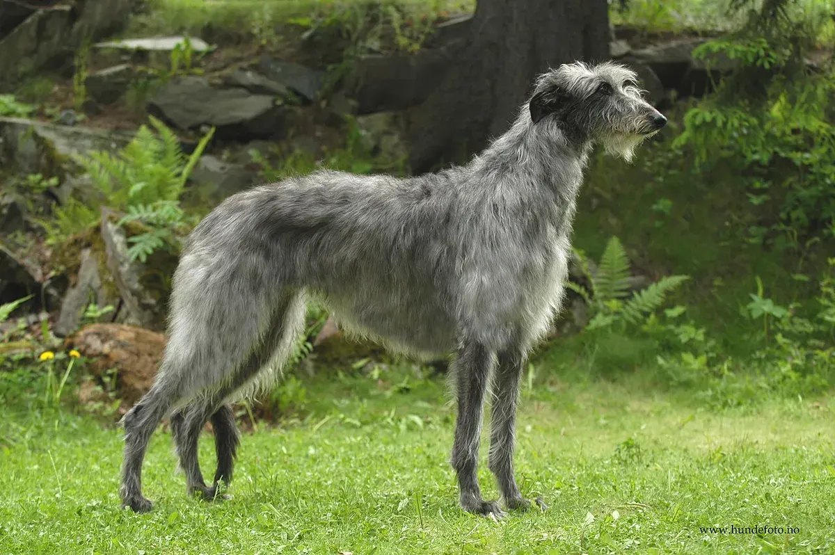 Photo of the Scottish Deerhound dog breed