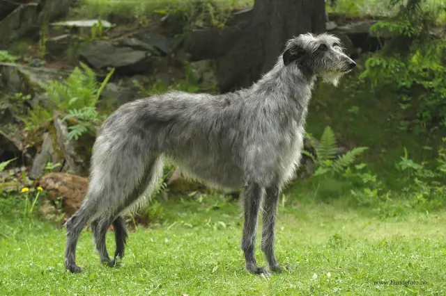 Photo of the Scottish Deerhound dog breed