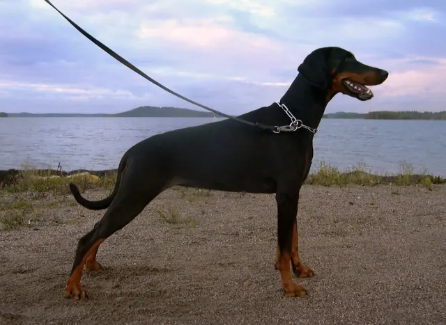 Photo of the Dobermann dog breed