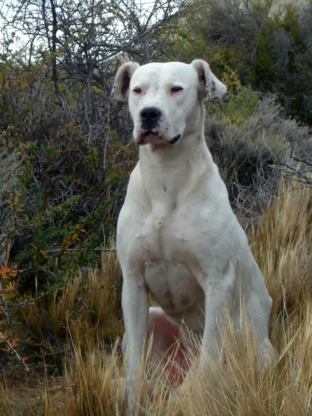 Photo of the Dogo Argentino dog breed