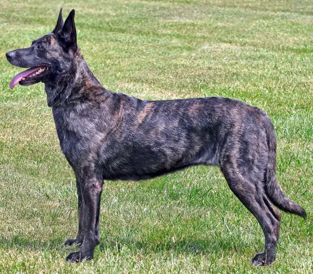 Photo of the Dutch Shepherd dog breed