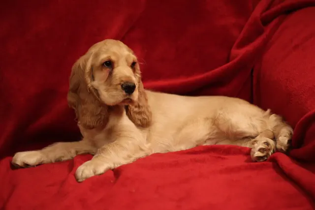 Photo of the English Cocker Spaniel dog breed