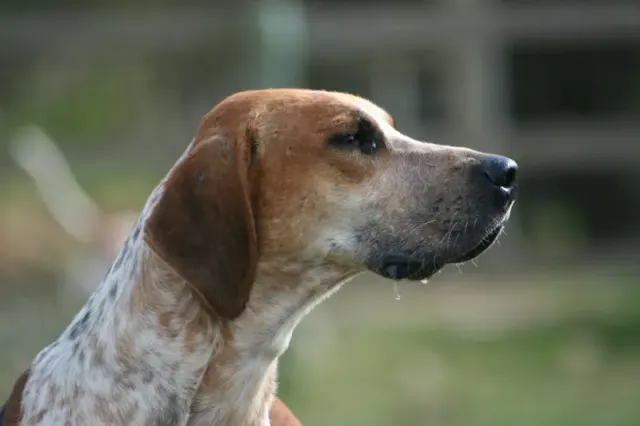 Photo of the English Foxhound dog breed