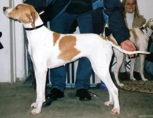 Photo of the English Pointer dog breed