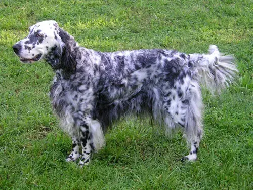 Photo of the English Setter dog breed