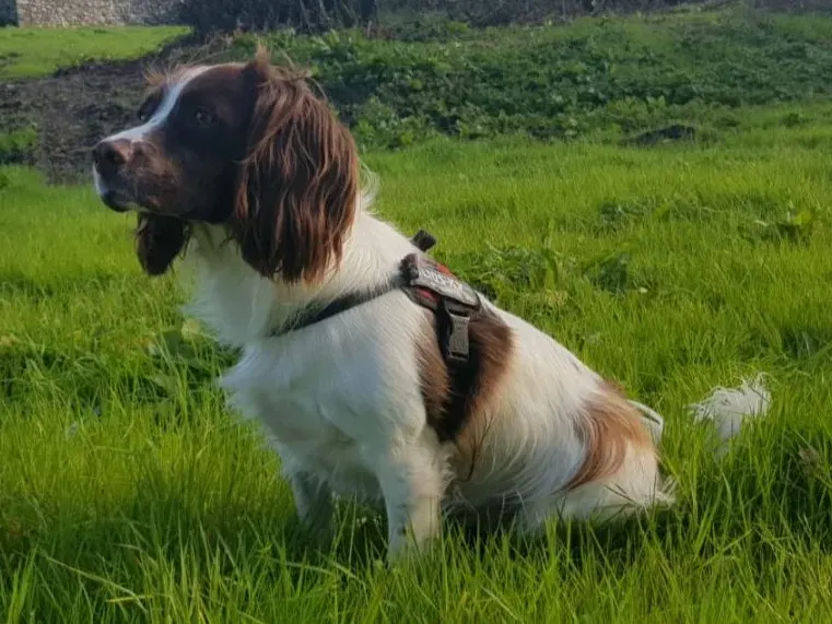 Foto de un perro de raza Springer spaniel inglés