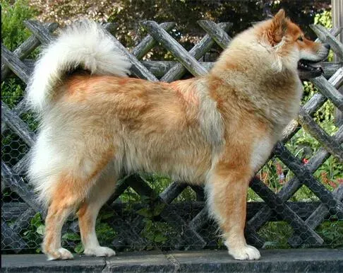 Photo of the Eurasier dog breed