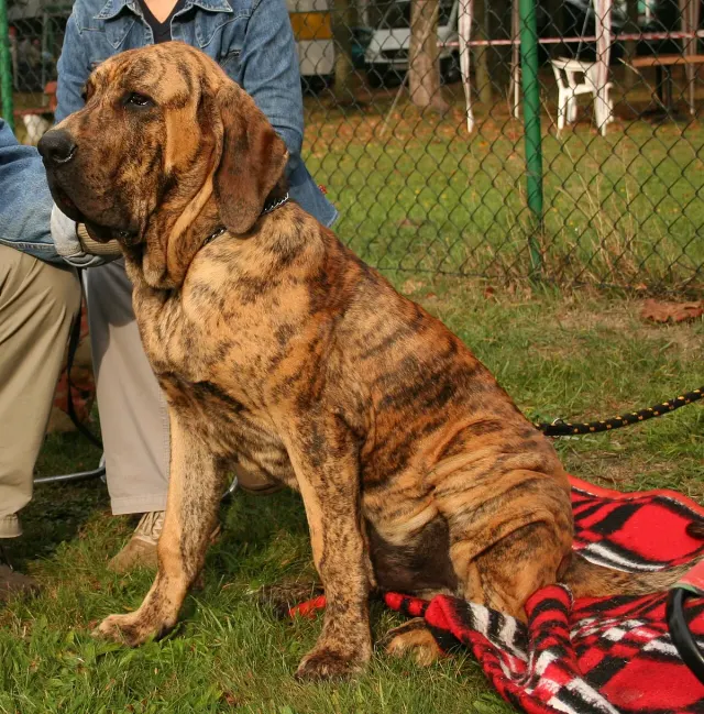 Photo of the Fila Brasileiro dog breed