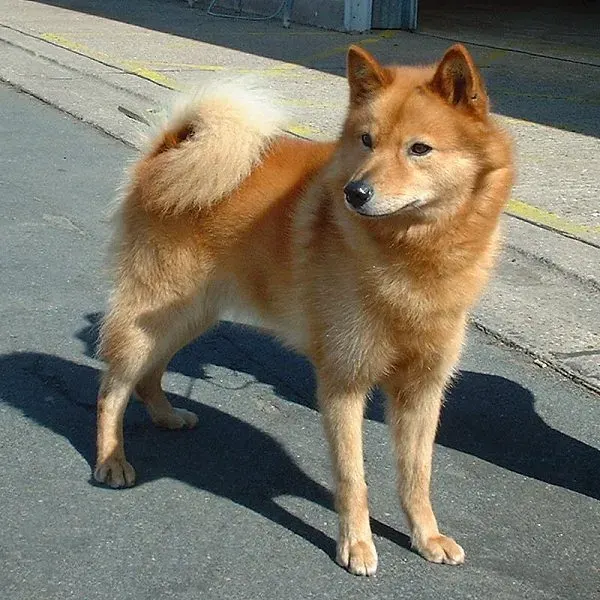 Photo of the Finnish Spitz dog breed