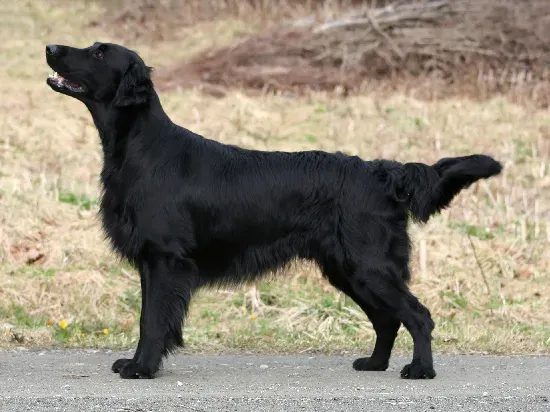 Photo of the Flat-coated Retriever dog breed