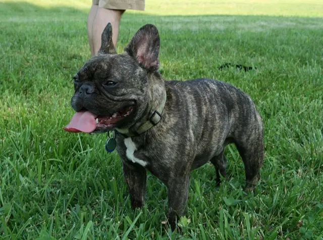 Photo of the French Bulldog dog breed