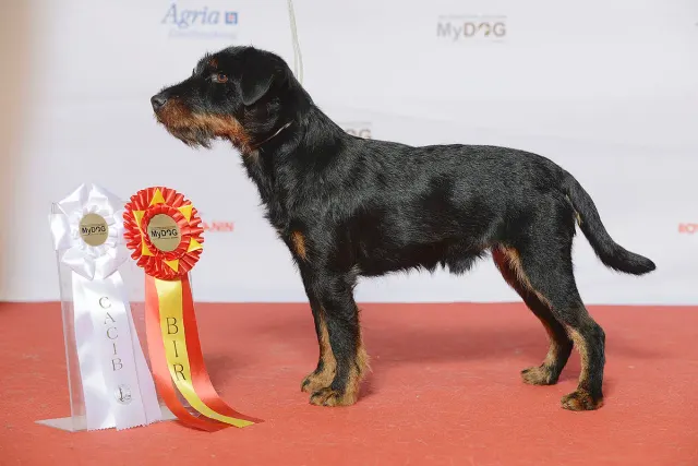 Photo of the German Hunting Terrier dog breed
