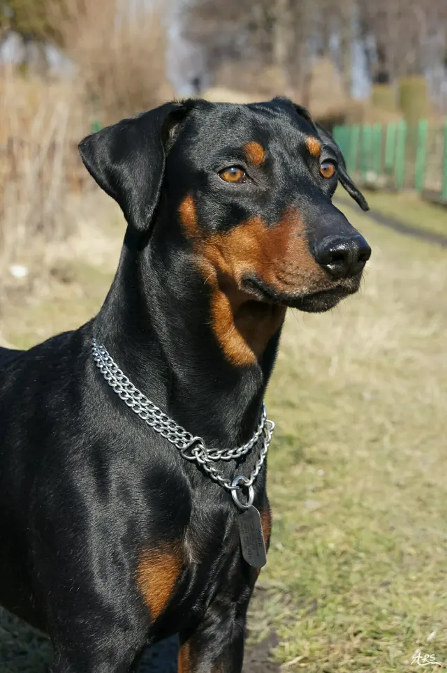 Photo of the German Pinscher dog breed