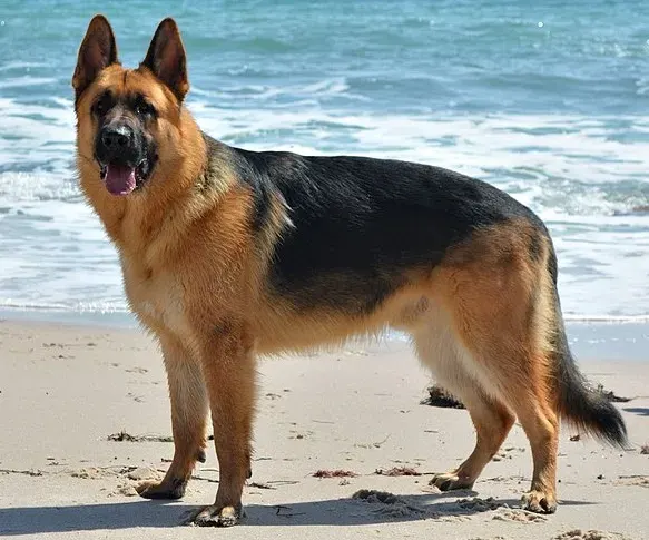 Photo of the German Shepherd dog breed