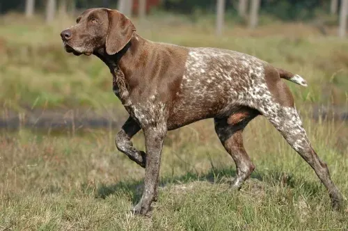 Photo of the German Shorthaired Pointer dog breed