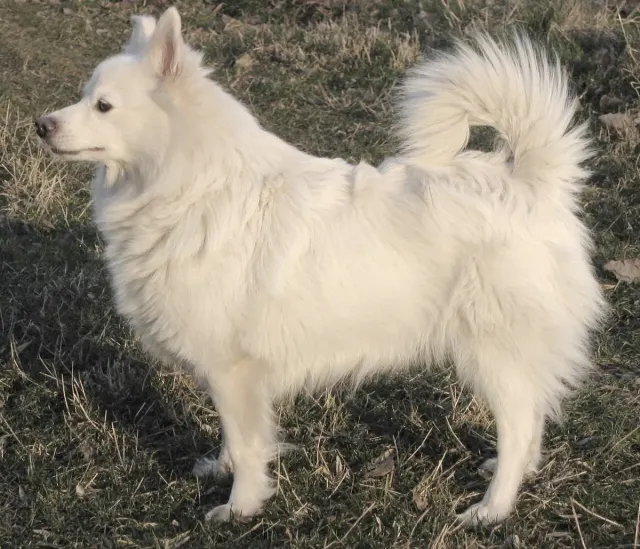 Photo of the German Spitz dog breed