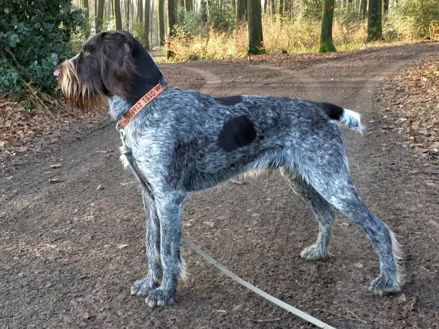 Photo of the German Wirehaired Pointer dog breed