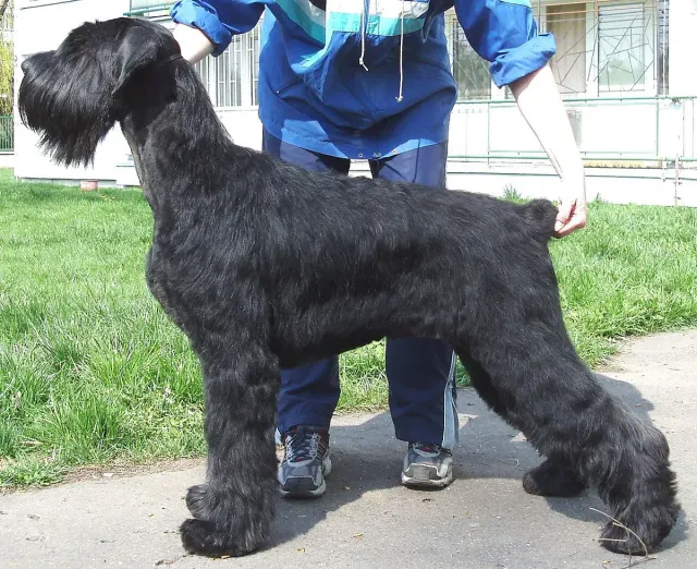 Photo of the Giant Schnauzer dog breed
