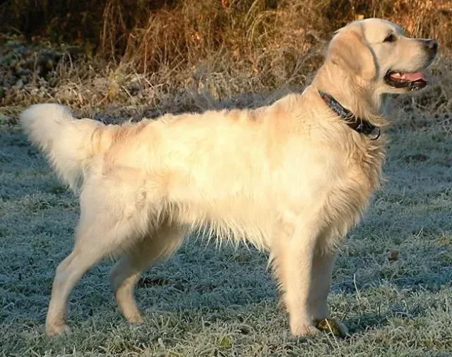 Photo of the Golden Retriever dog breed
