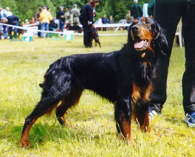 Photo of the Gordon Setter dog breed