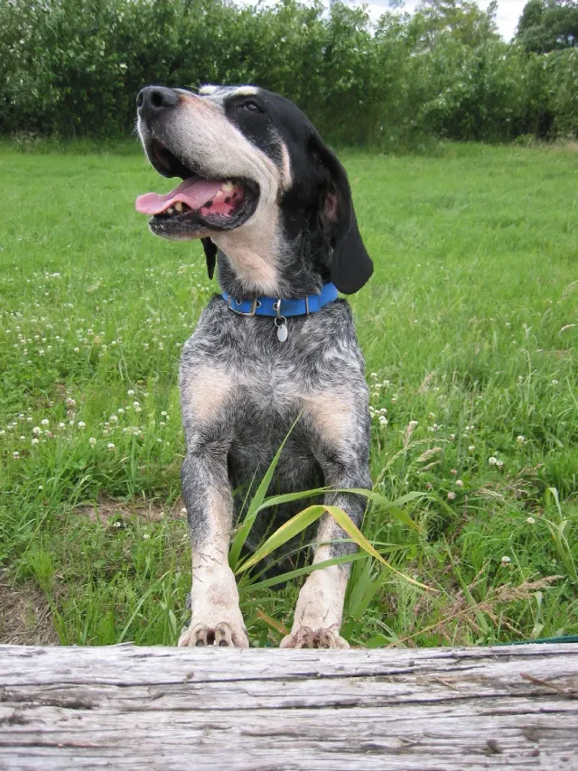 Photo of the Grand Bleu de Gascogne dog breed
