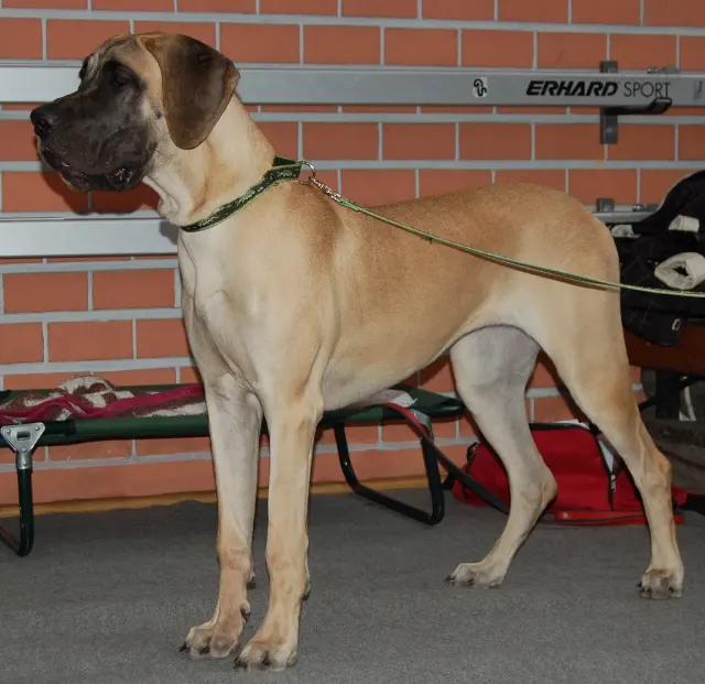 Photo of the Great Dane dog breed