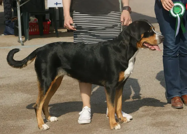 Photo of the Greater Swiss Mountain Dog dog breed