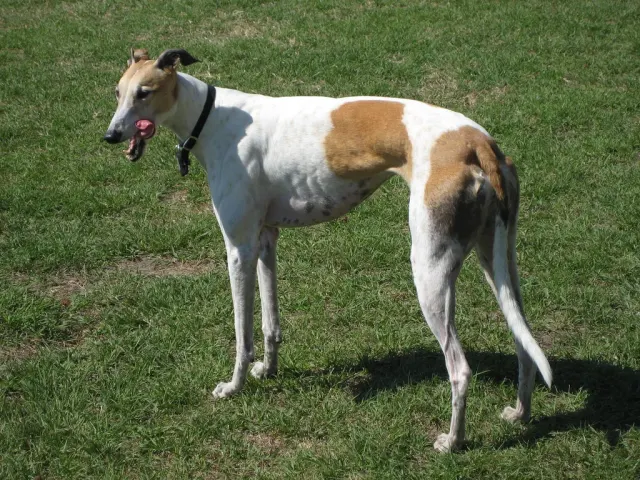 Photo of the Greyhound dog breed
