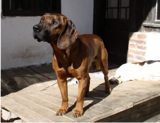 Photo of the Hanoverian Scenthound dog breed