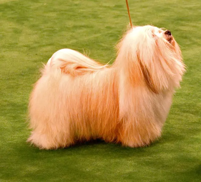 Photo of the Havanese dog breed