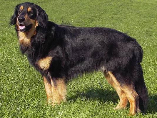 Photo of the Hovawart dog breed
